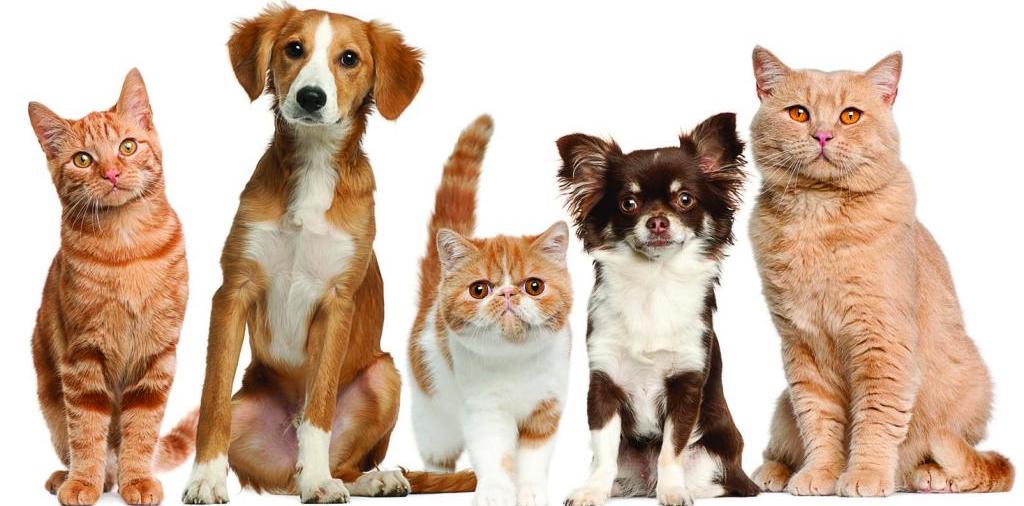 Доска объявлений о животных | ЗооТом - продажа, вязка и услуги для животных в Бугульме