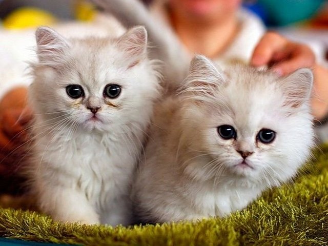 Породы кошек в Бугульме | ЗооТом портал о животных