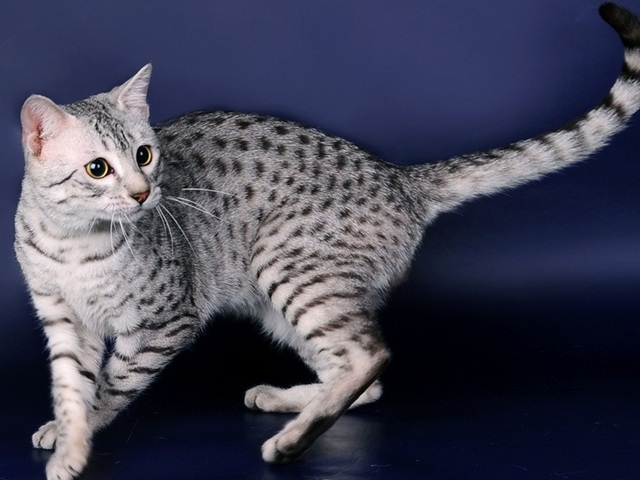Породы кошек в Бугульме | ЗооТом портал о животных
