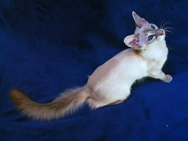 Выведенные породы кошек в Бугульме | ЗооТом портал о животных