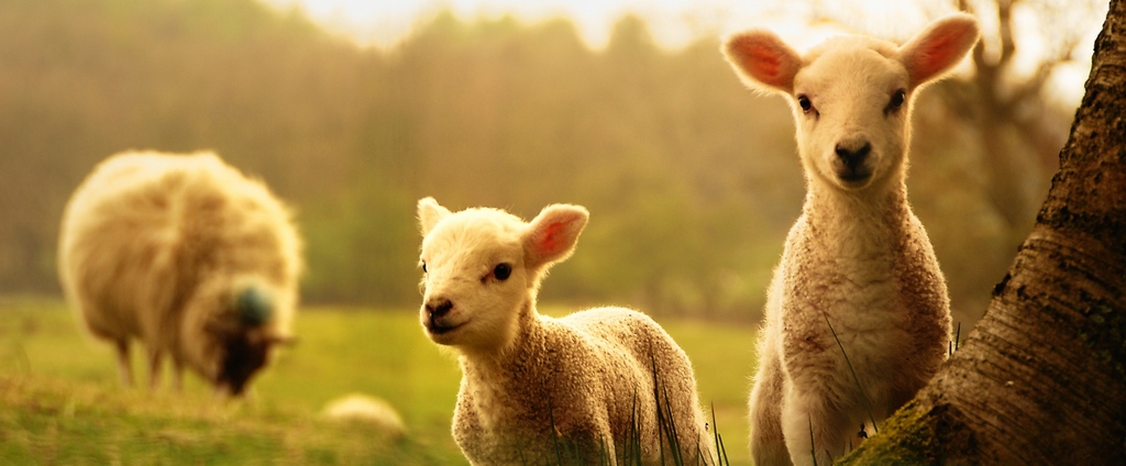 Объявления о сельскохозяйственных животных | ЗооТом - продажа, вязка и услуги для животных в Бугульме