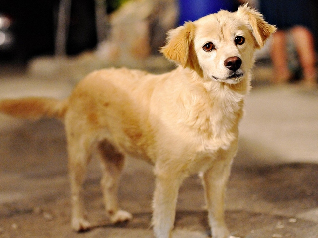 Породы собак в Бугульме | ЗооТом портал о животных