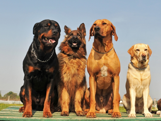Крупные породы собак в Бугульме | ЗооТом портал о животных